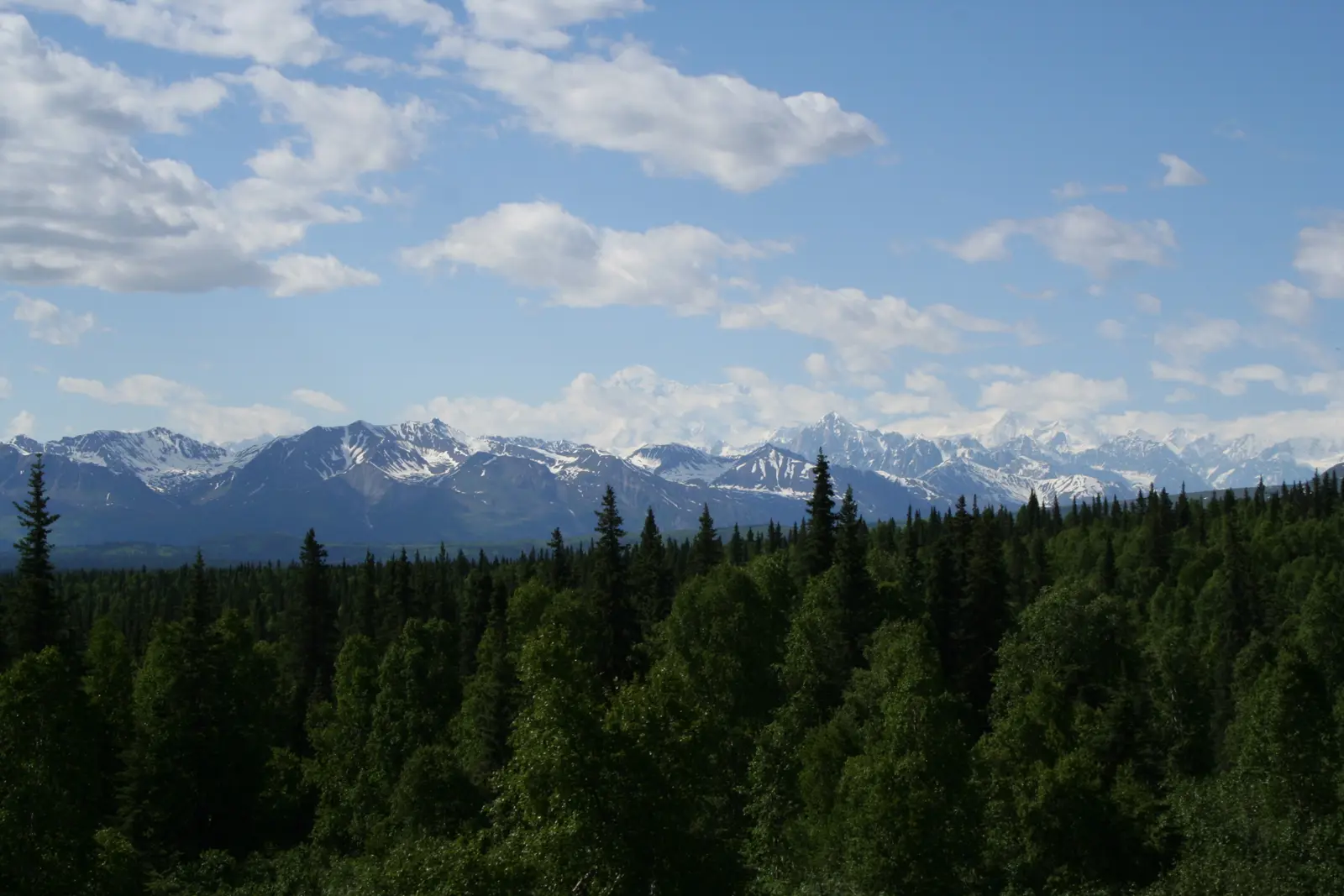 The snow-covered peaks of the Alaska Range rising beyond a rolling spruce forest under scattered clouds