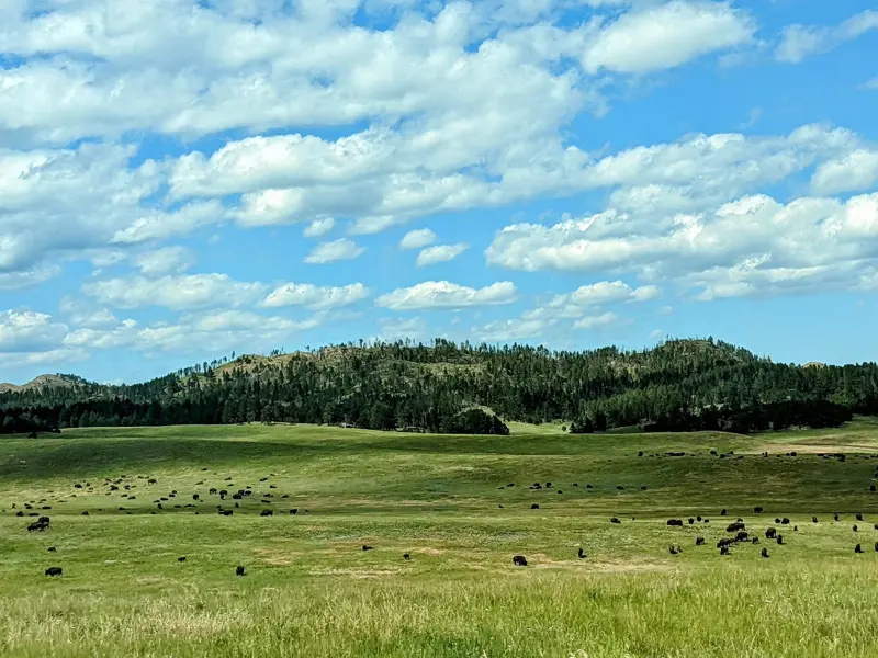 Dozens of bison scattered across a broad green meadow beneath pine-covered hills and a sky full of puffy white clouds