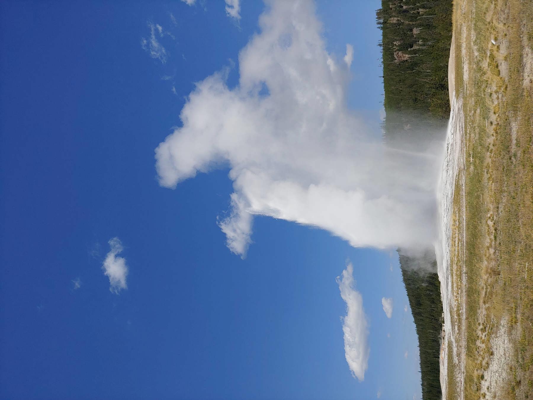 A tall white column of steam and water erupting from Old Faithful against a deep blue sky, with forest behind