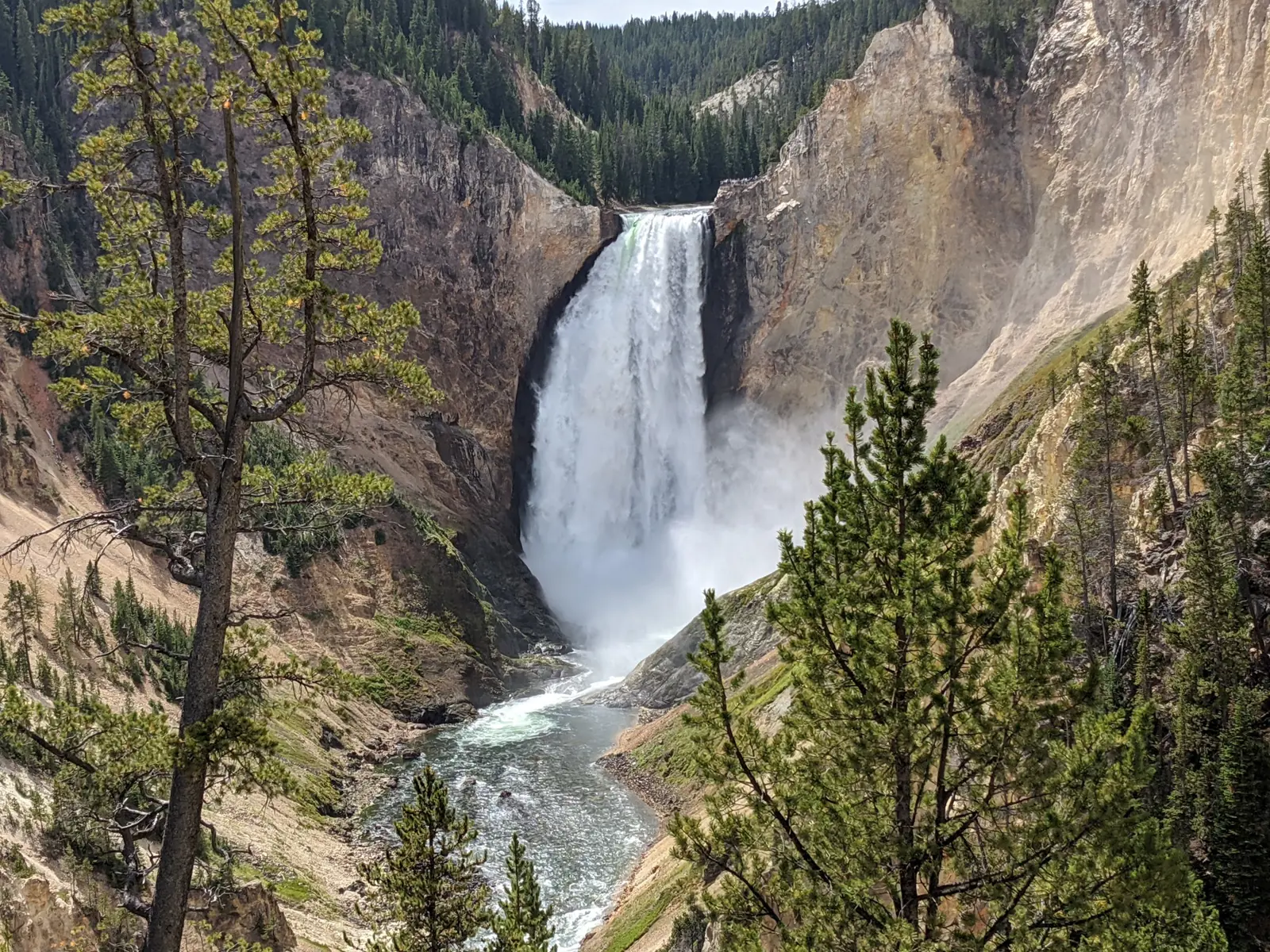 The Lower Falls of the Yellowstone plunging into a pine-rimmed canyon of pale yellow rock, framed by evergreens