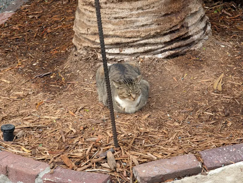 A tabby cat crouched in mulch at the base of a palm tree beside a brick garden border