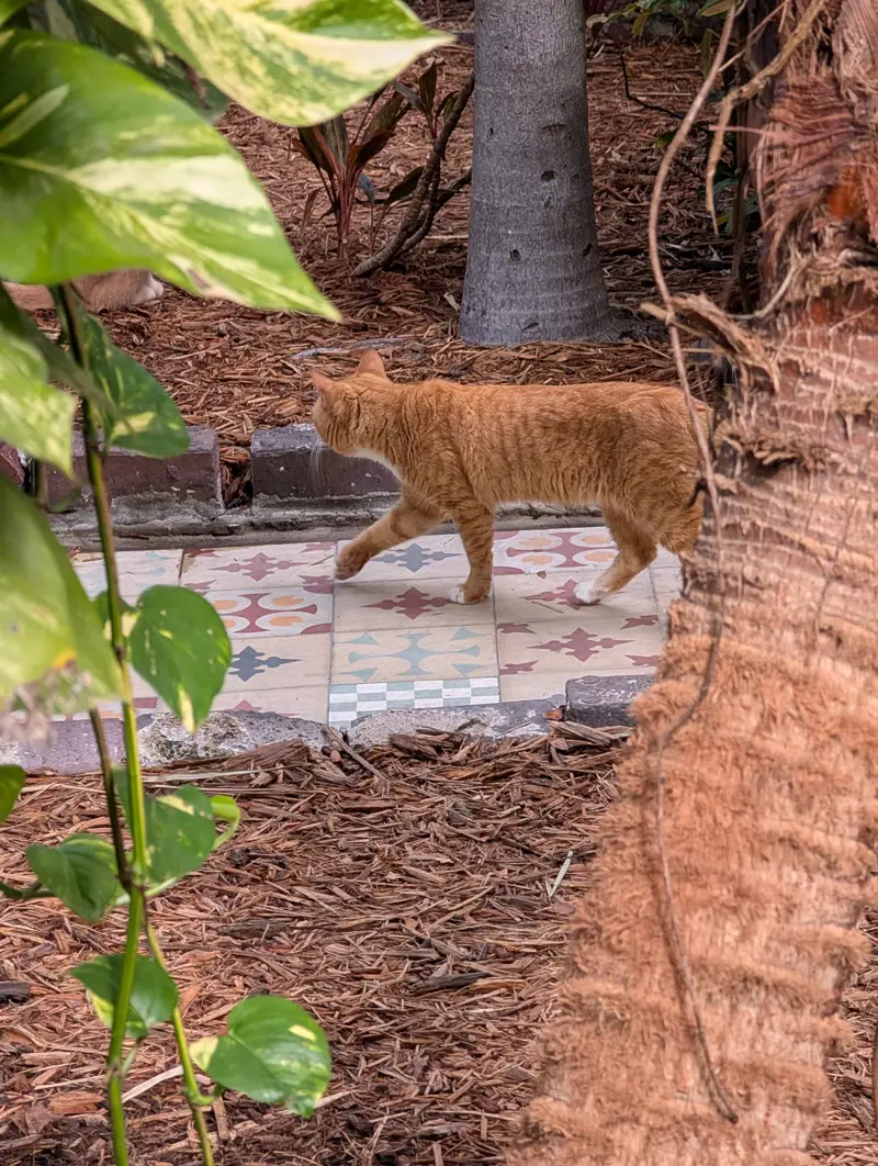 An orange cat with white paws walking across a patio of colorful patterned tiles, framed by green leaves