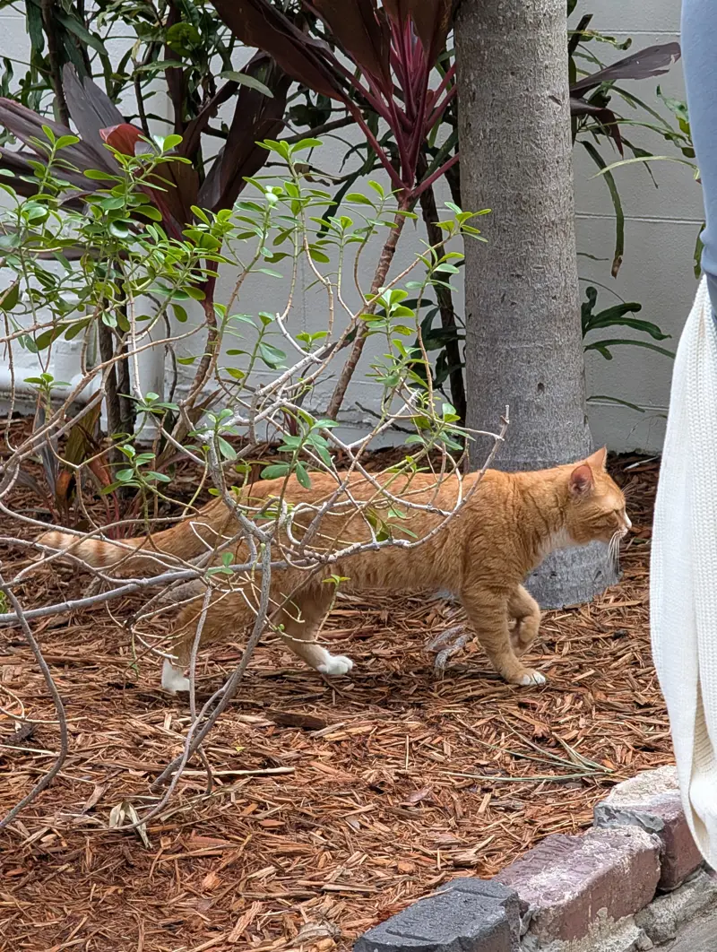 An orange-and-white cat stepping through bare branches over mulch in front of a palm trunk