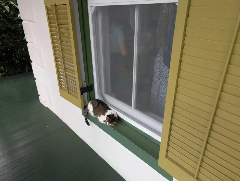 A gray-and-white cat asleep on a green windowsill between yellow louvered shutters, tour visitors visible through the window