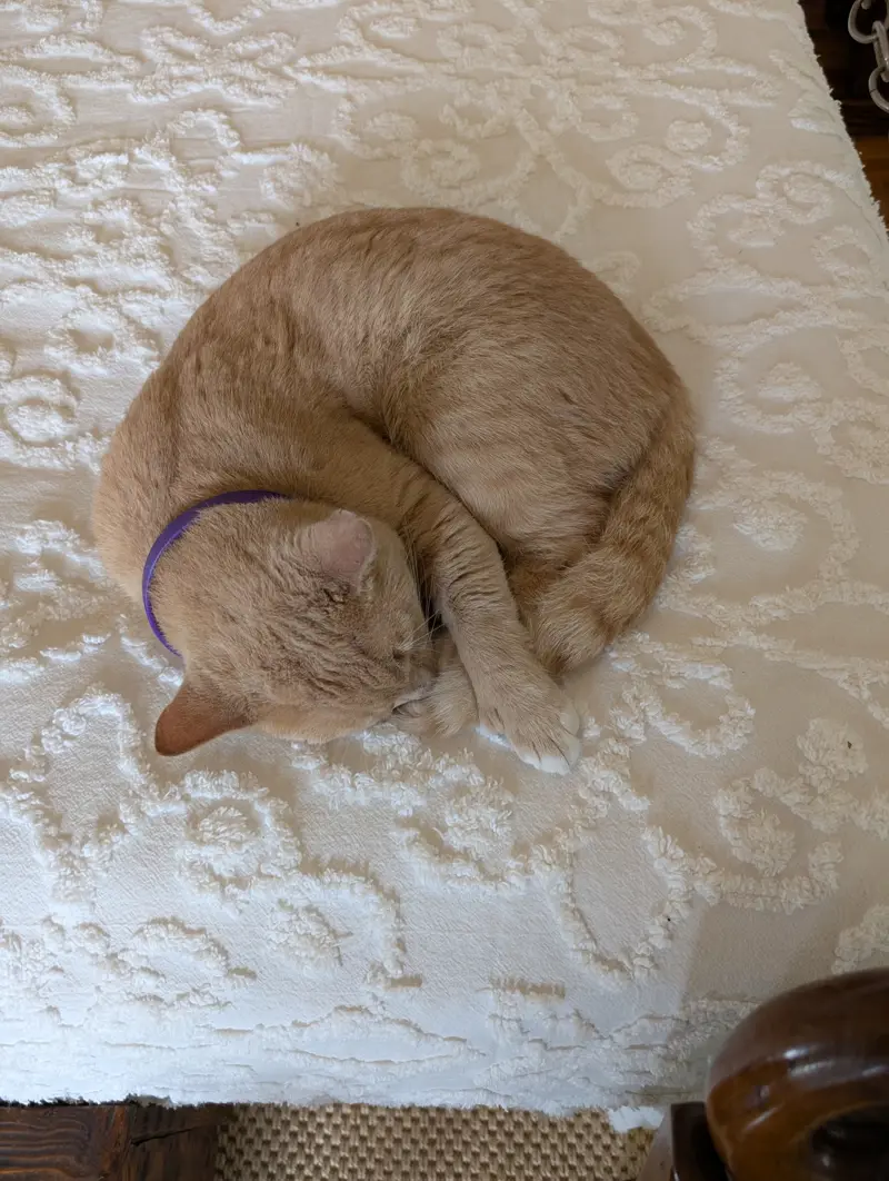 A cream-colored cat with a purple collar curled up asleep on a white chenille bedspread