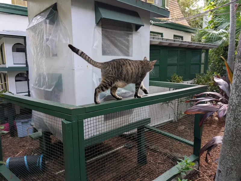 A striped tabby cat walking along the green railing of a screened outdoor cat enclosure among tropical plants