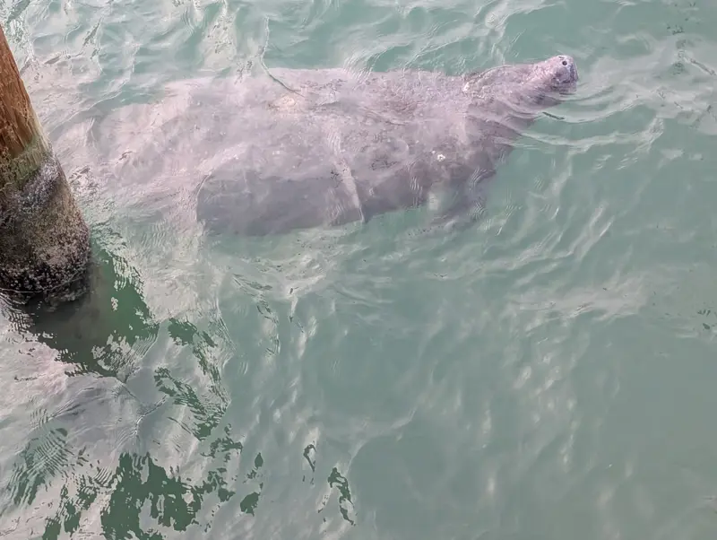 A manatee surfacing for air beside a barnacle-covered wooden piling in green harbor water