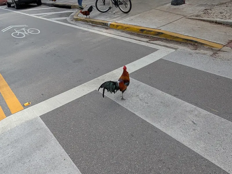 A rooster with iridescent green tail feathers standing in a crosswalk on a Key West street, a second chicken on the sidewalk behind it