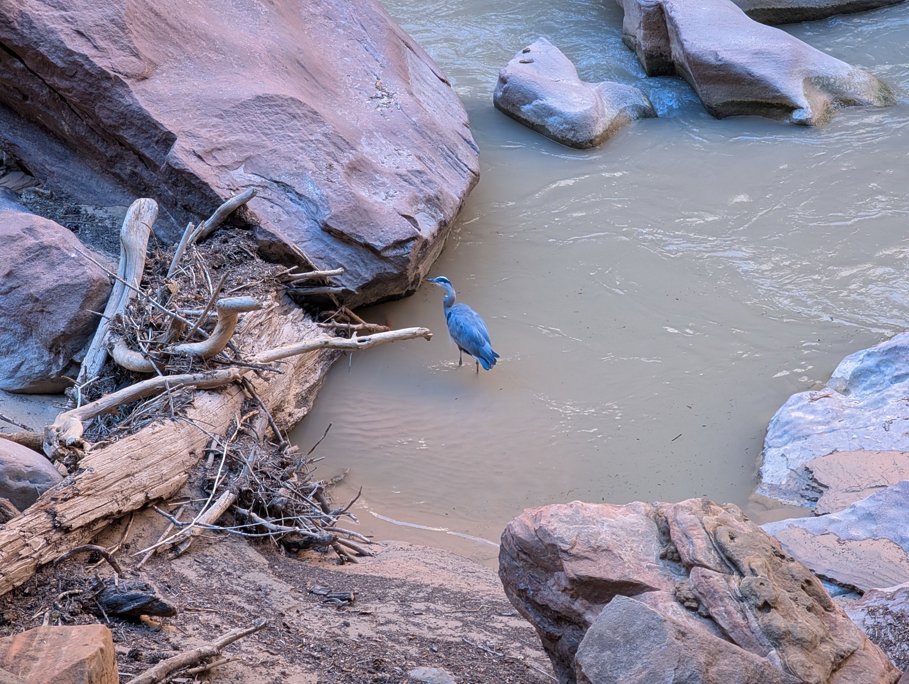 A great blue heron standing in a silty river channel between smooth pink boulders and driftwood