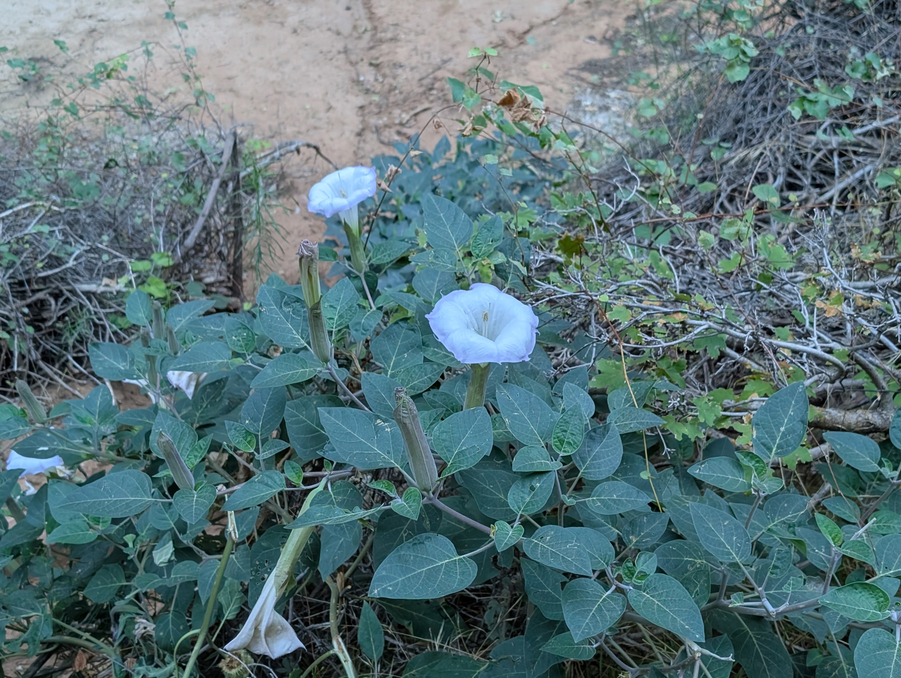 White trumpet-shaped flowers with pale lavender edges blooming on a sprawling gray-green plant beside a sandy trail