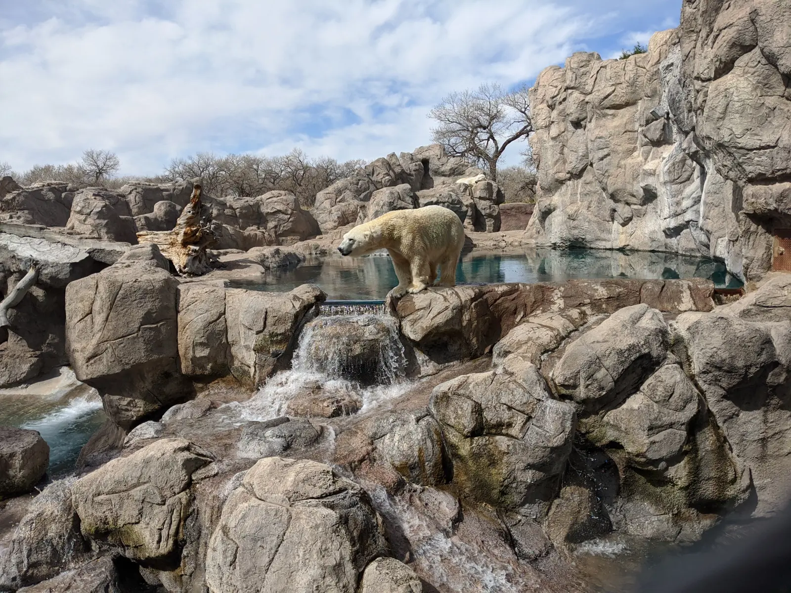 A cream-colored polar bear standing on a boulder at the edge of a green pool, with a small waterfall spilling over the rocks below and bare cottonwood trees behind